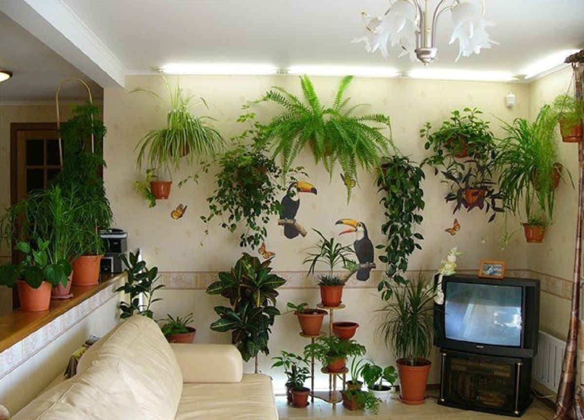 Комнатными Растениями В Квартире Фото
