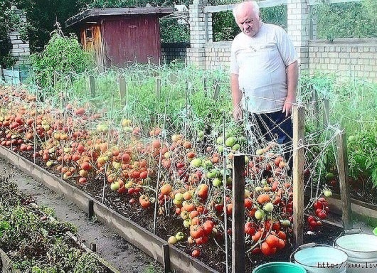 выращивание овощей на приусадебном участке