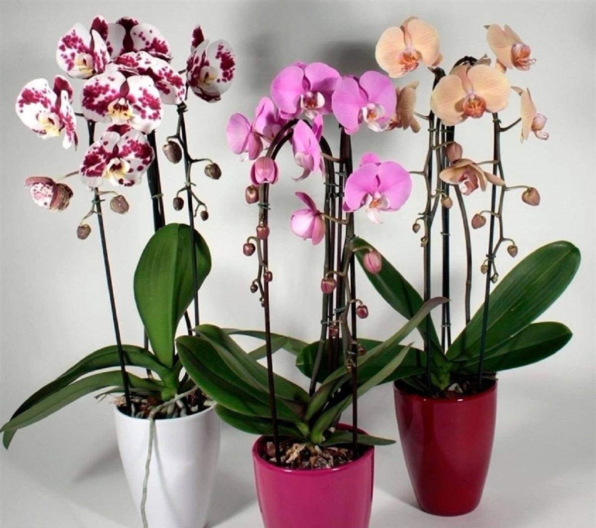 Купить орхидею в саратове. Орхидея ambiance Phalaenopsis. Орхидея Изабель фаленопсис. Arezzo фаленопсис. Орхидея Мальва фаленопсис.