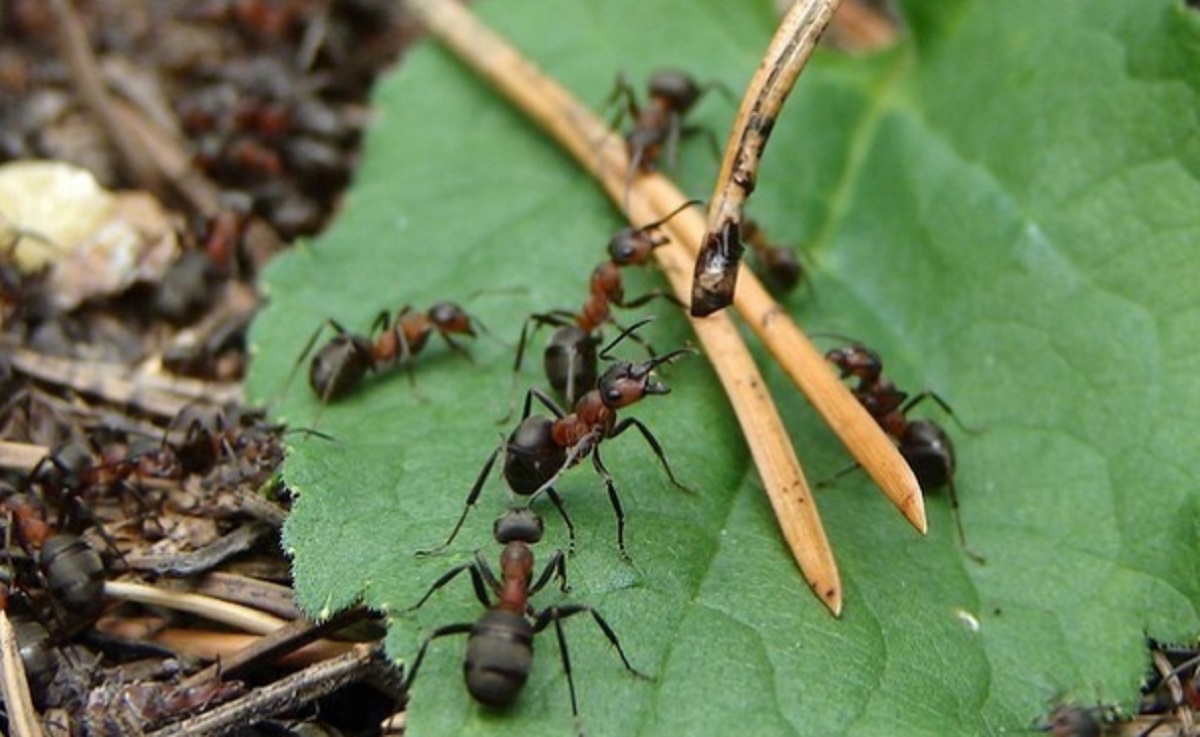 Рабочие особи. Лесные муравьи Муравейник. Большие муравьи на дачном участке. Муравейник лесных муравьев. Муравейник лесных муравьев на дачном участке.