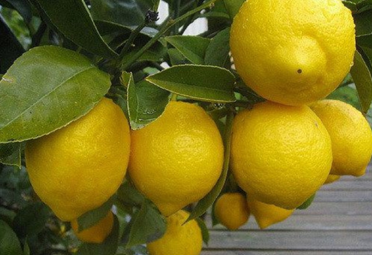 Почему не цветет лимон. Лимон дерево с плодами. Лимон цветет. Привитые цитрусовые. Лимоны урожай.