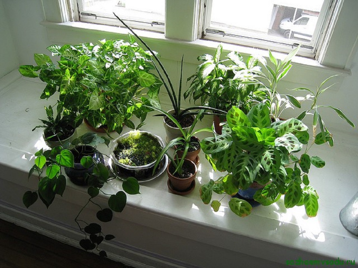 Растения Для Западного Окна