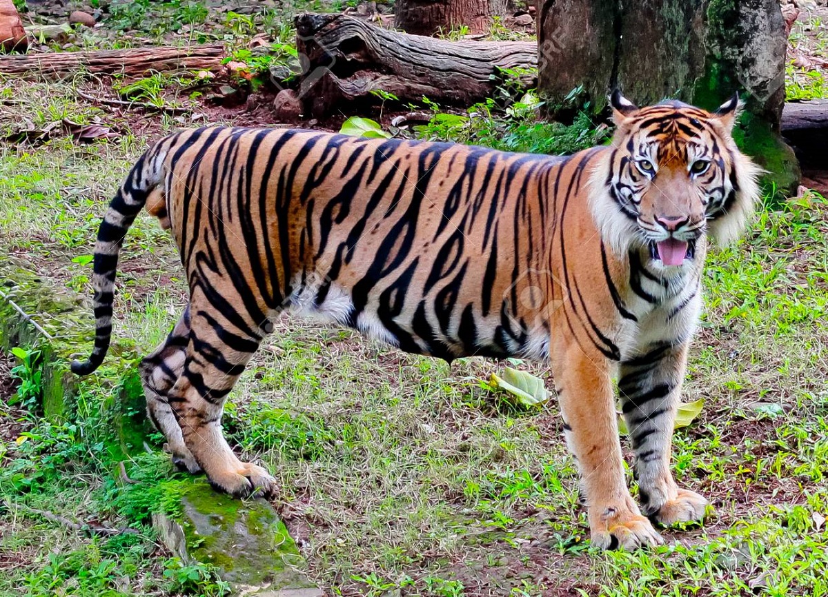 Яванский Тигр