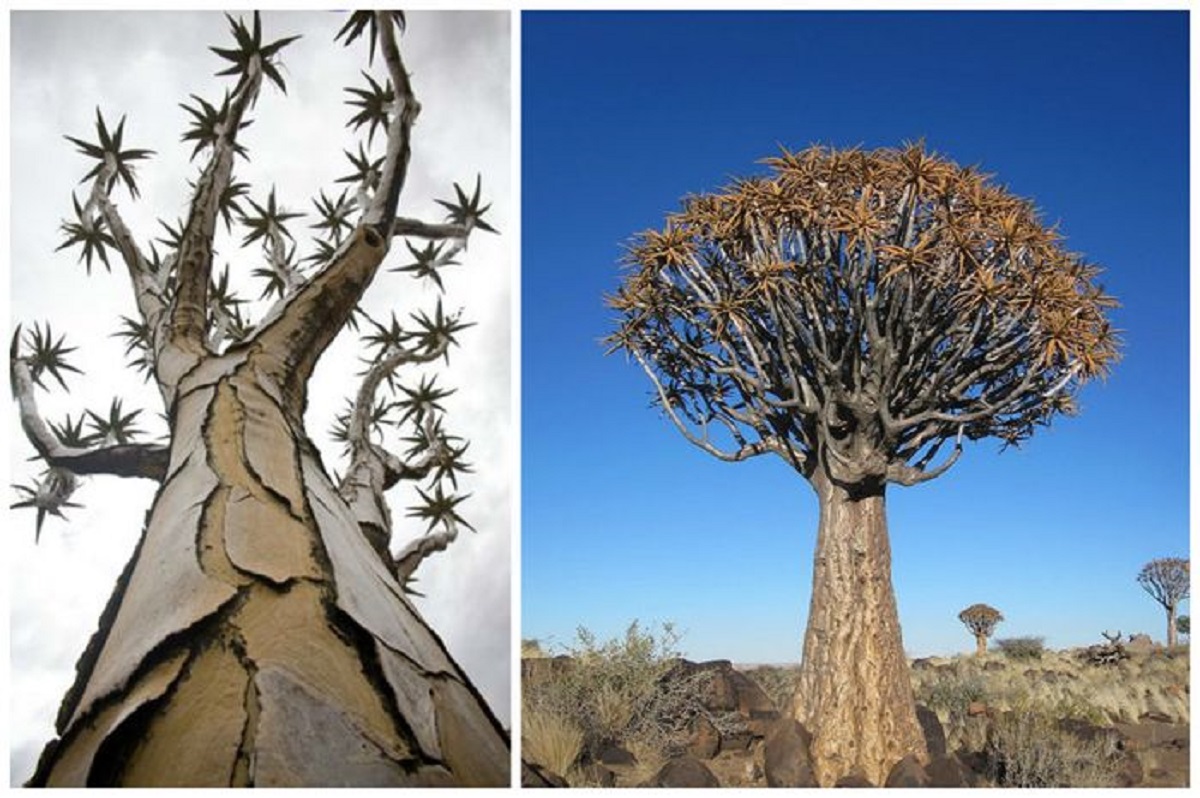 Названия деревьев в Намибии