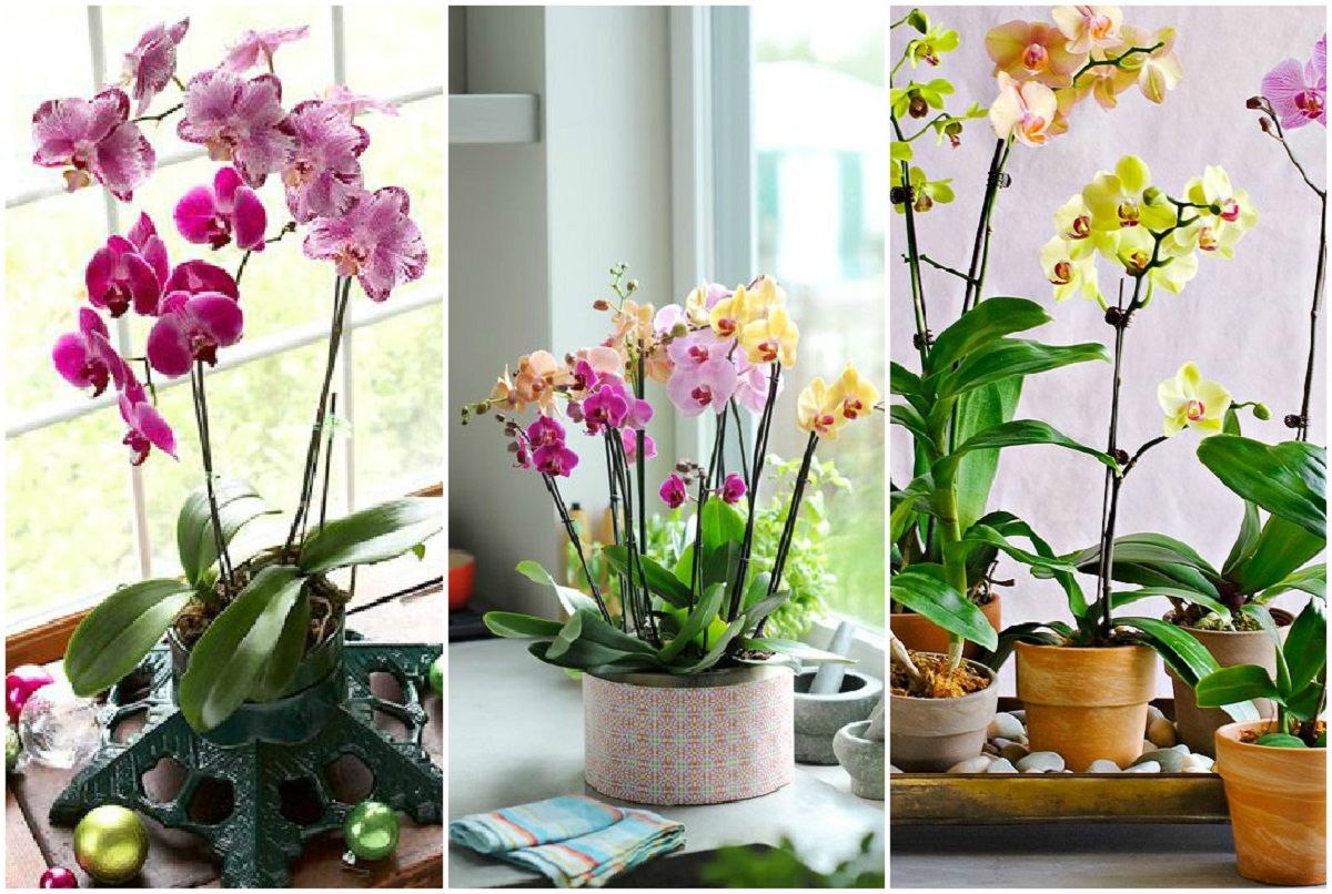 Можно пересадить цветущую орхидею в домашних условиях. Комнатный цветок Орхидея фаленопсис. Фаленопсис мелкоцветущий. Пересаживаем орхидею фаленопсис. Фаленопсис пересадка.