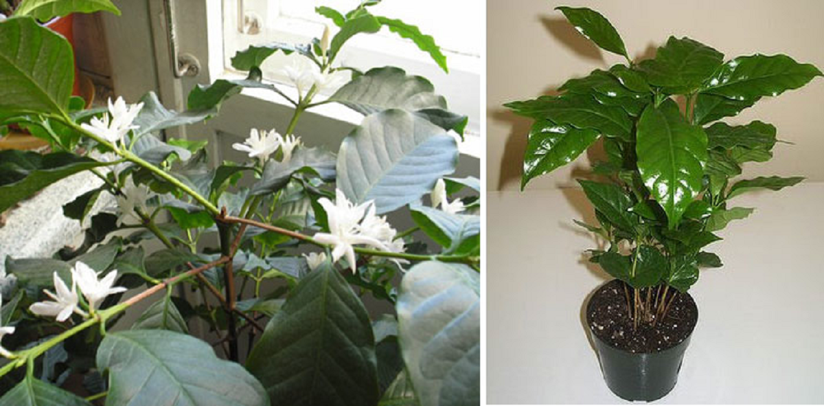 Как заставить цветок цвести. Цветок кофе Арабика. Дерево кофе Арабика комнатное растение. Цветок кофе Арабика цветет. Кофейное дерево кофе Арабика.
