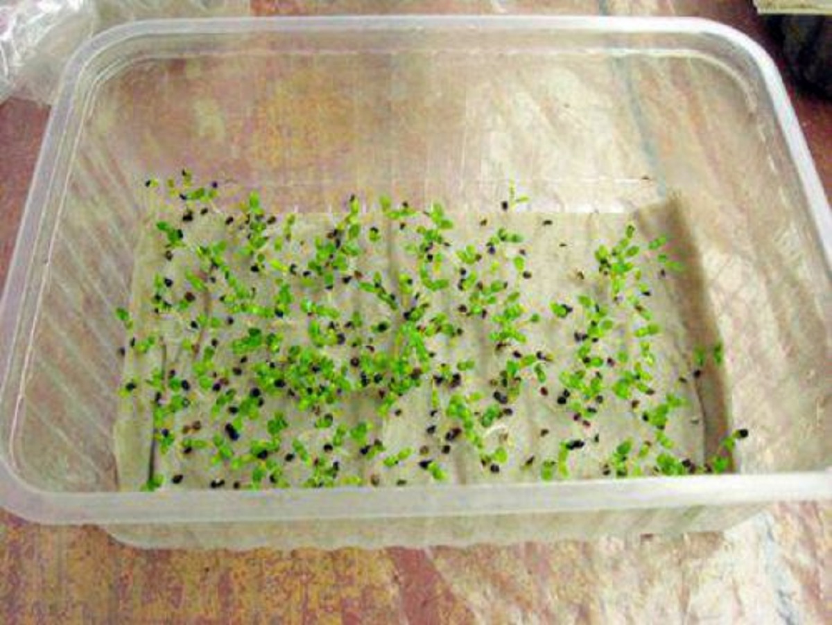 Сколько всходят семена клубники в домашних