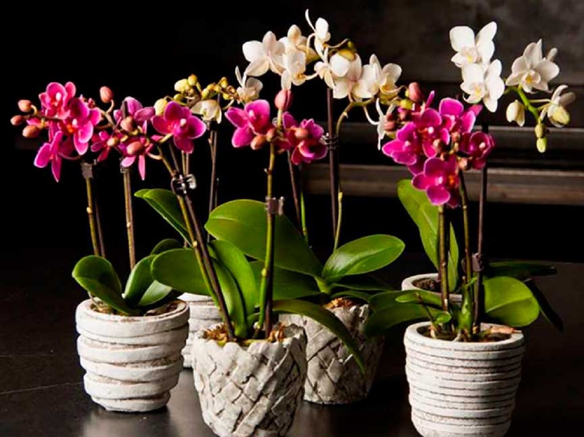 Как правильно орхидея или архидея