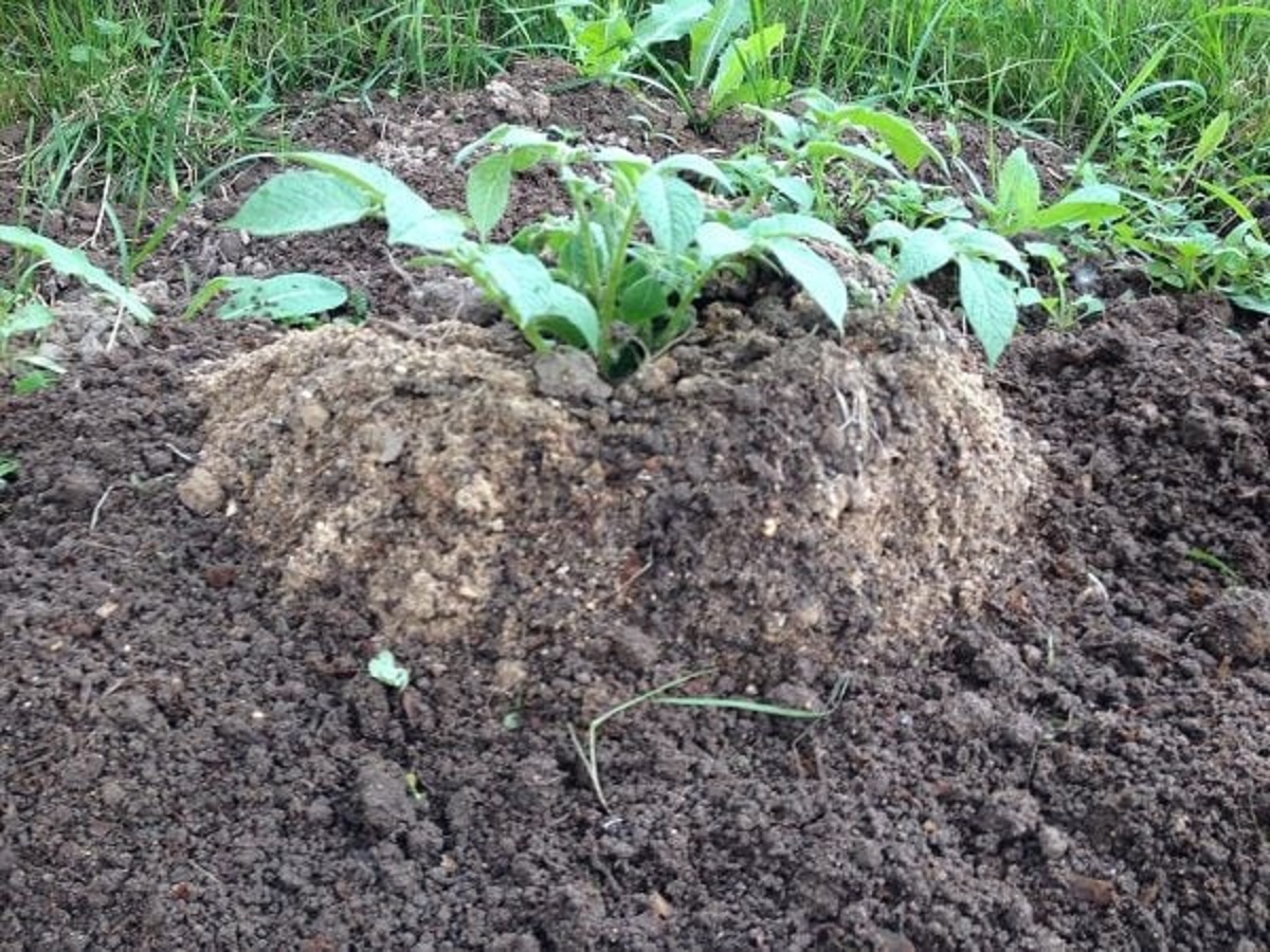 Способы высадки. Технология посадки картофеля Гюлиха. Способы посадки картофеля. Китайский метод посадки картофеля. Способы посадки картошки.