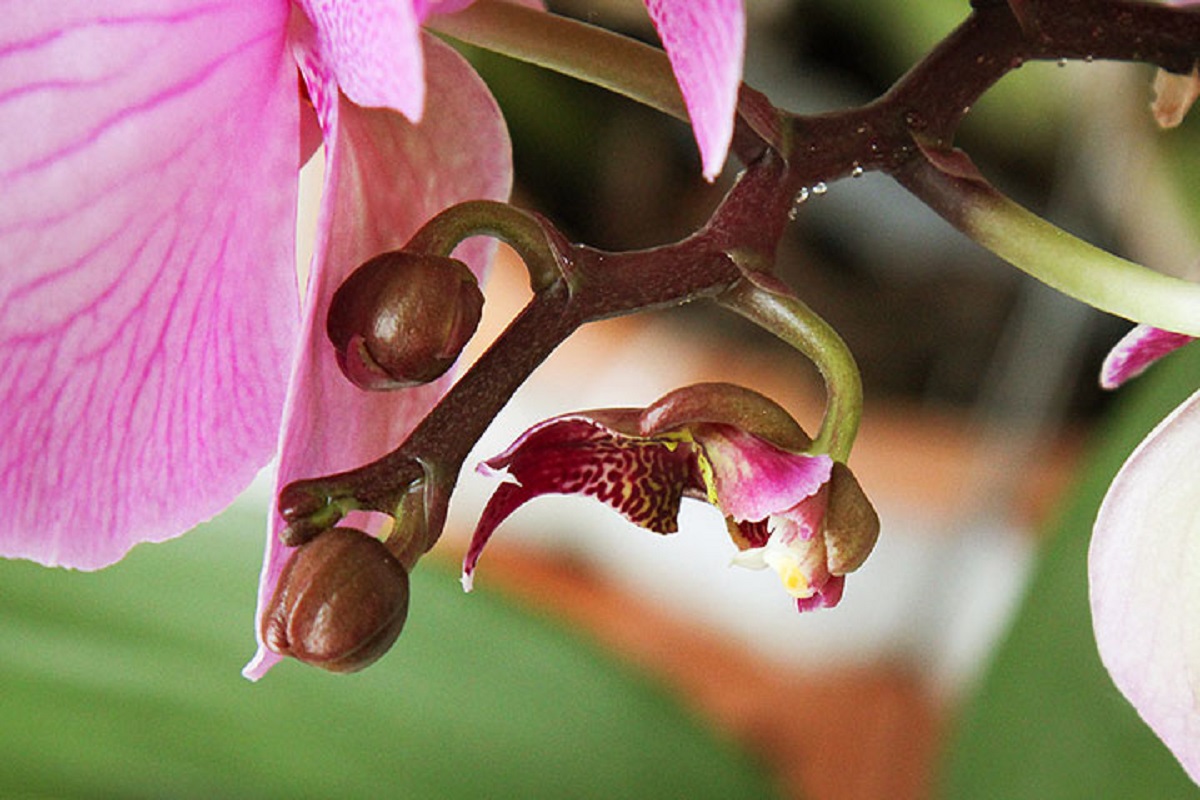 Начала цвести орхидея. Орхидея фаленопсис цветение. Pearl Beauty фаленопсис. Юкка Цветущая Орхидея. Орхидея шапочное цветение.