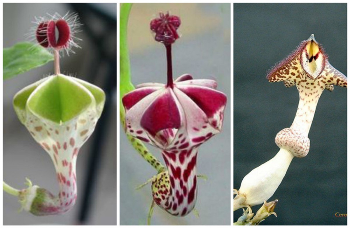 Виды необычных растений. Необычные формы цветов. Необыкновенные цветы. Необычные растения. Цветы необычной формы.