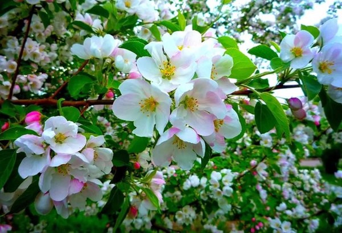 Яблони цветут весной. Яблоня Мантет цветение. Яблоня макинтош цветение. Цветущий Яблоневый сад весной. Яблоня Раечка цветение.