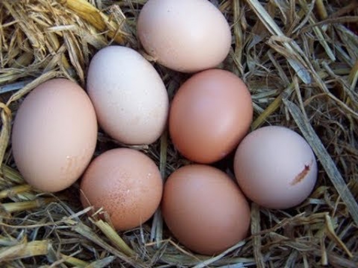 Ce Trebuie Sa Manance Gainile Ca Sa Faca Oua Motivul de ce se opresc găinile din ouat! - Retete Usoare