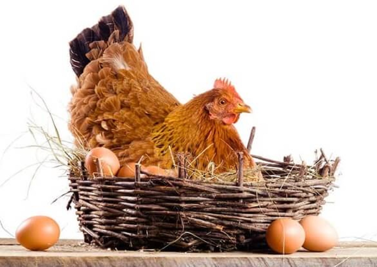 Ce Trebuie Sa Manance Gainile Ca Sa Faca Oua Motivul de ce se opresc găinile din ouat! - Retete Usoare