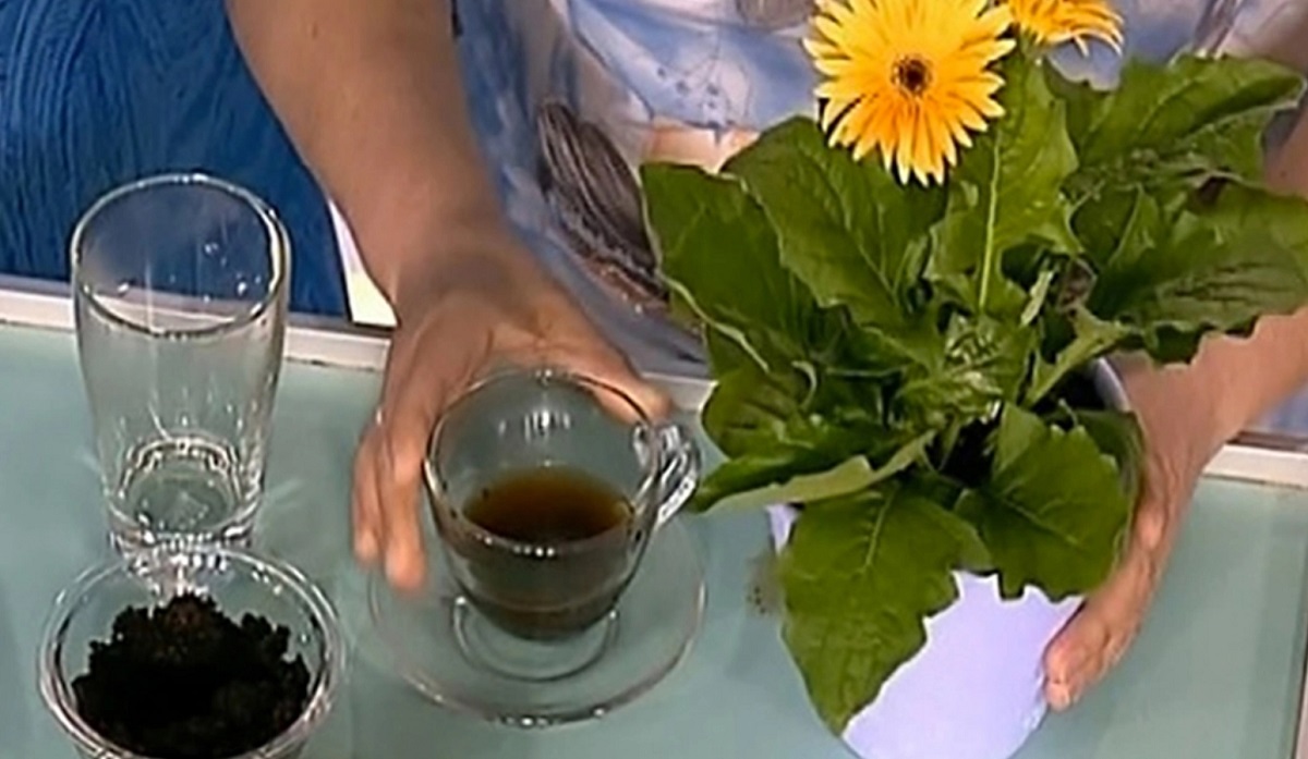 Заварка для цветов. Чайная подкормка. Для цветов. Заварка чая для комнатных растений. Чайная заварка для домашних цветов. Спитой чай для комнатных растений.