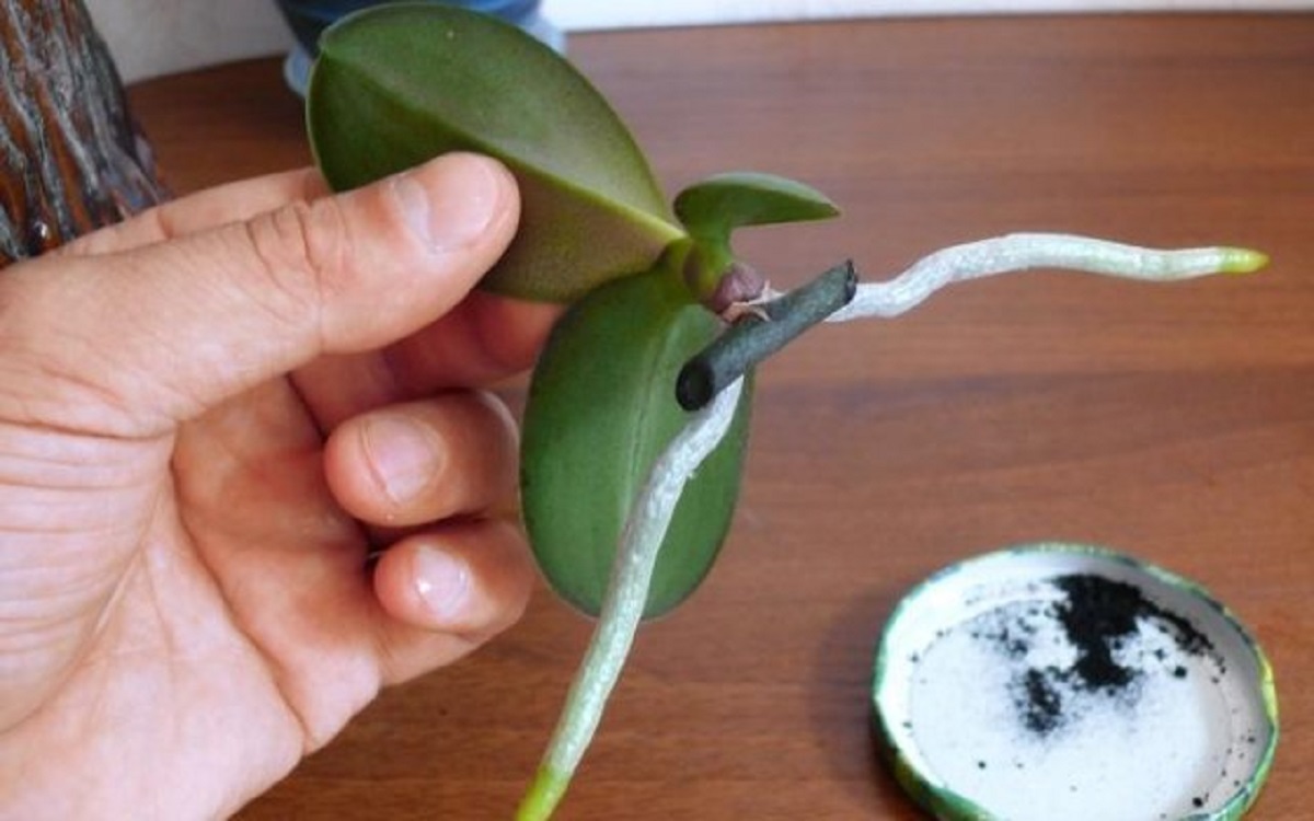 Посадить корень орхидеи