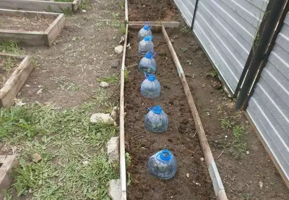 Высадка кабачков рассадой