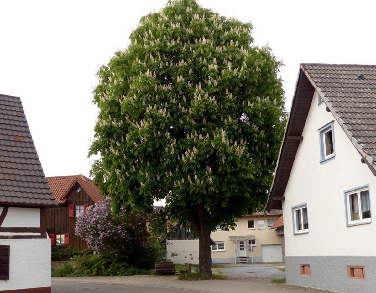 Деревья перед домом