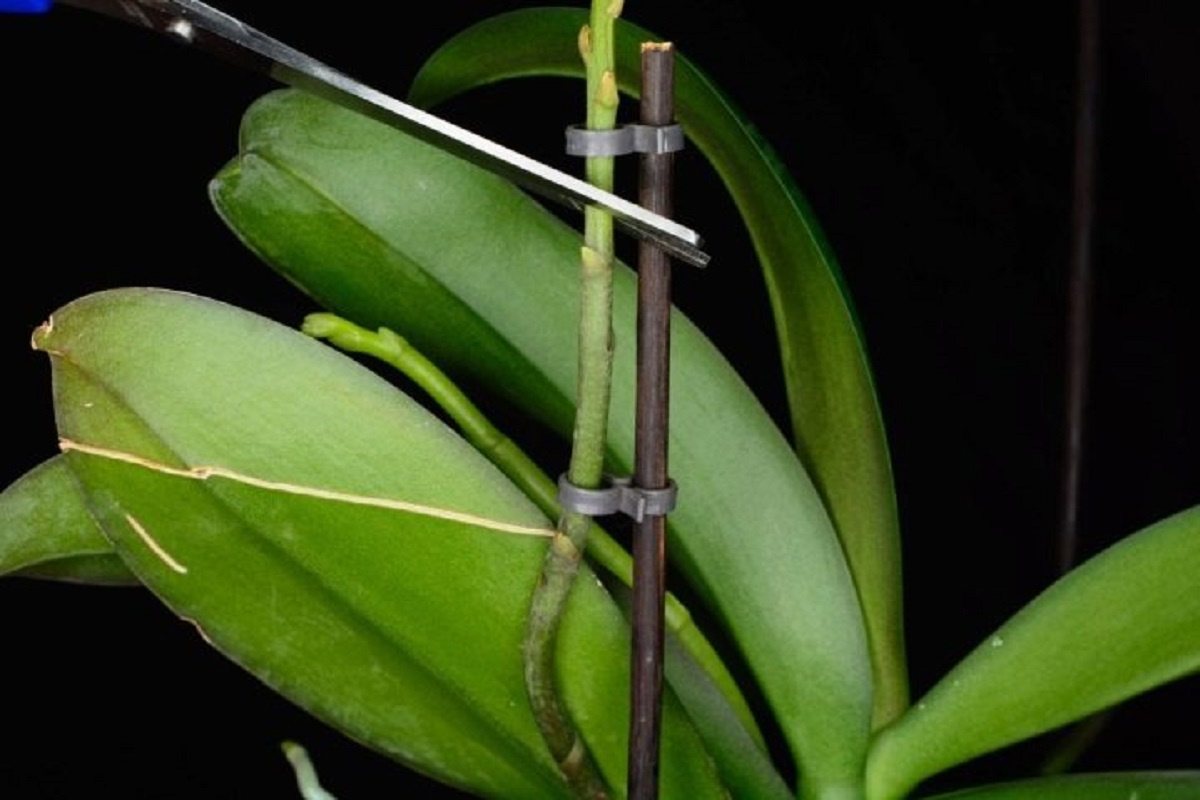 Зацветать форум. Орхидея фаленопсис отцвела. Фаленопсис оранж 3 цветоноса. Орхидея фаленопсис цветонос. Цветонос у орхидеи.