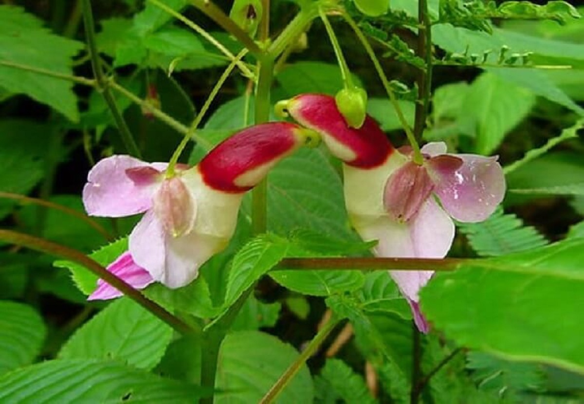 Ком цветы похожие на. Орхидея Impatiens psittacina. Бальзамин psittacina. Цветочный попугайчик Impatiens psittacina. Необычные цветы.