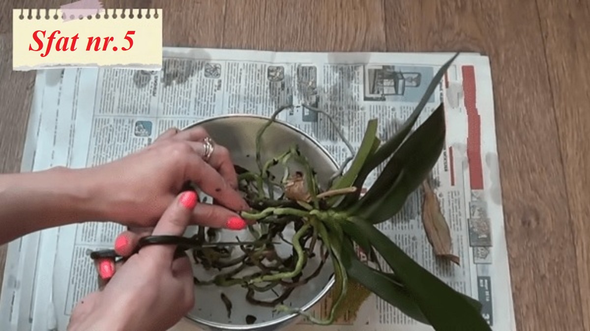 Обработка среза орхидеи пастой Максим
