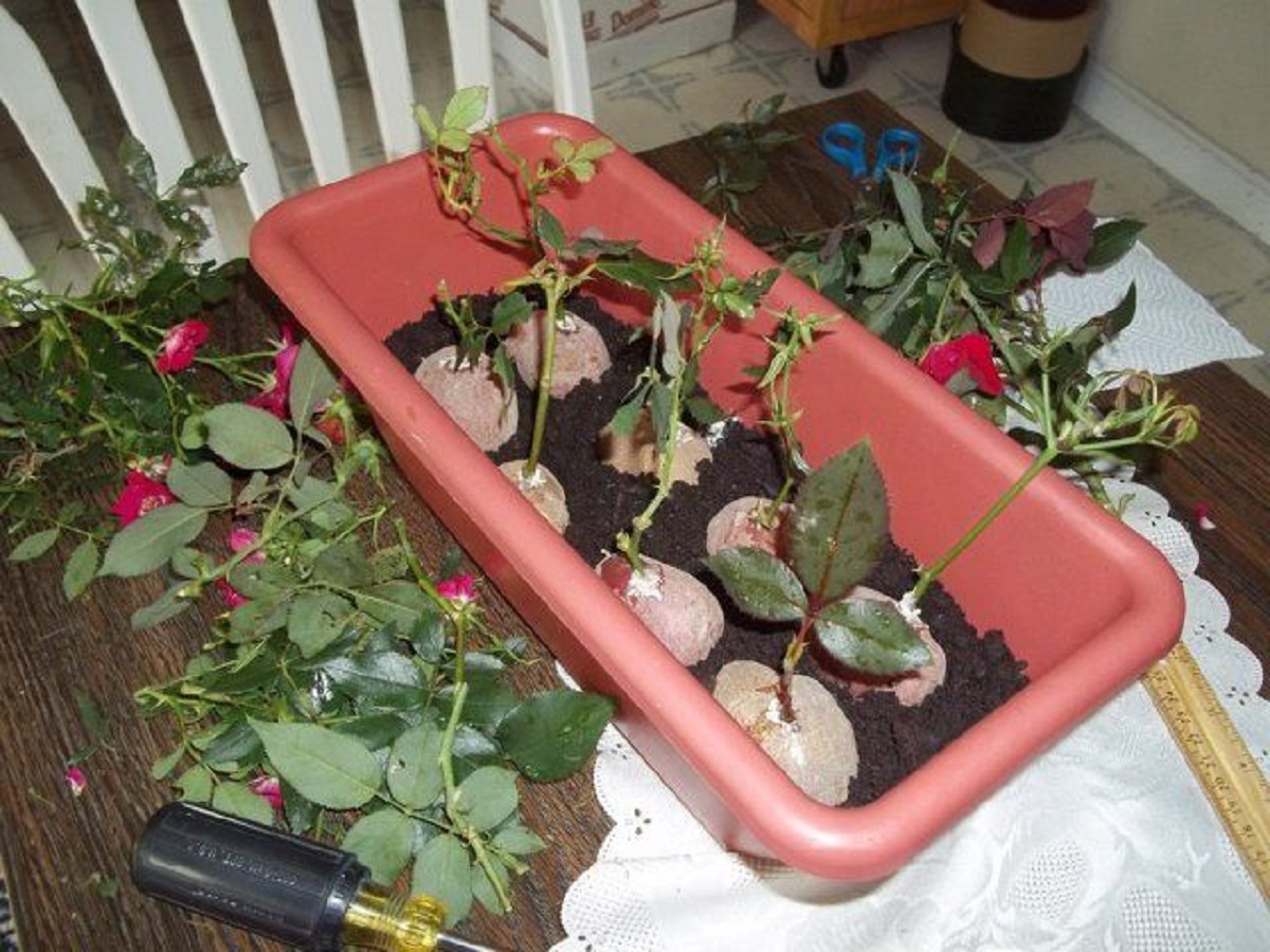 Выращивание розы из букета в домашних. Черенки роз укоренение. Укоренение черенков роз. Черенок розы Кордана.