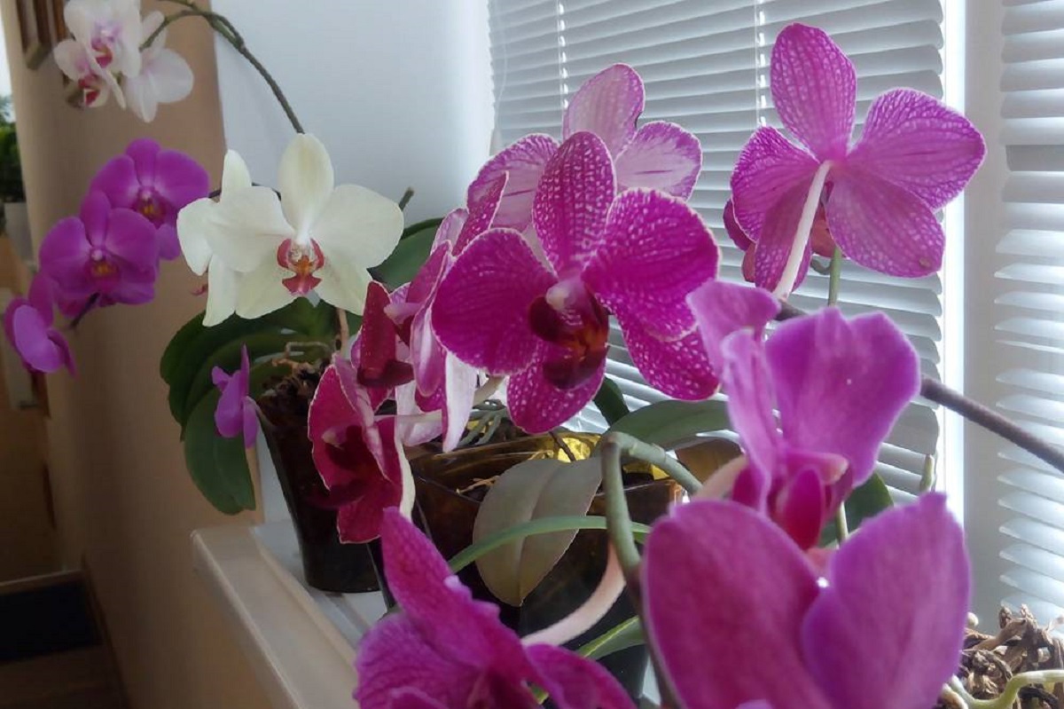 Орхидея Фаленопсис Фото Уход В Домашних